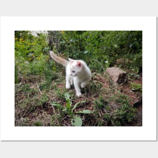 Little white cat in the garden Posters and Art